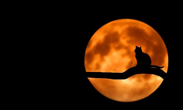 Czy można dać kotu Nospę?