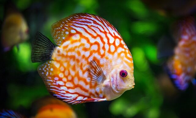 Po co tło do akwarium?