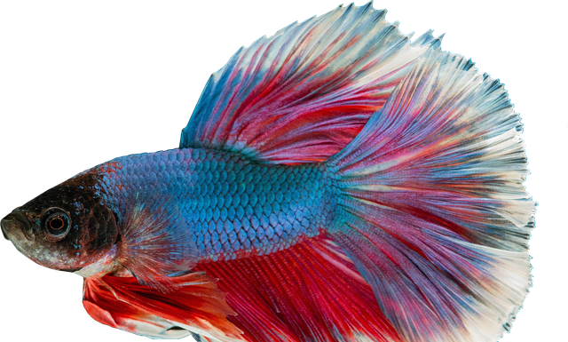 Czy gupiki mogą być w jednym akwarium z bojownikiem? Czy gupiki mogą być w jednym akwarium z bojownikiem?