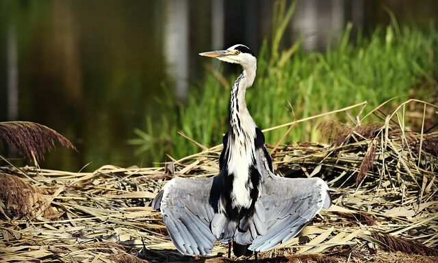 Czy można suszyć w suszarce białe z czarnym?