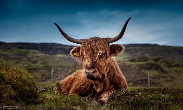 Ile kosztuje Krowa wagyu?