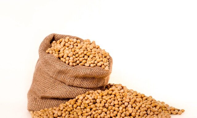 Czy soja jest bezpieczna?