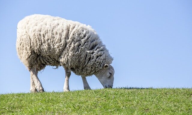 Co zrobić z mięsem po Peklowaniu?