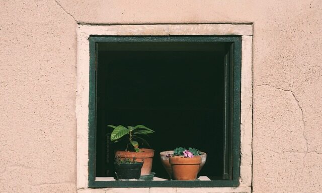 Czy woda z suszarki można podlewać kwiaty?