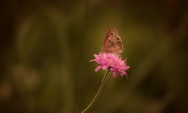 Czy ocet usuwa rdzę?