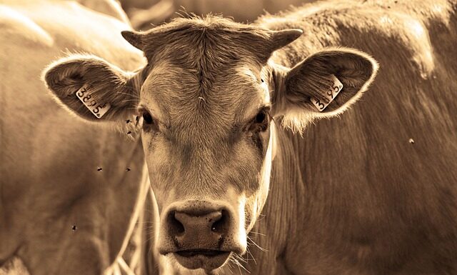 Jakie mięso wolowe do suszenia?