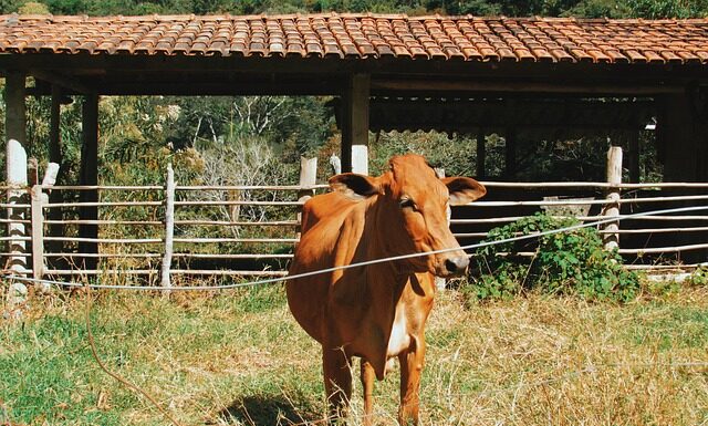 Gdzie kupić Polska wołowinę?