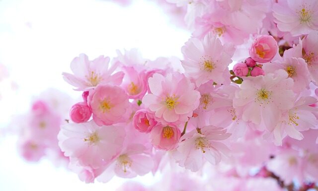 Jakie UV dla roślin?