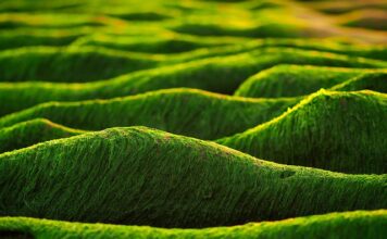 Czy algi są lekkostrawne?