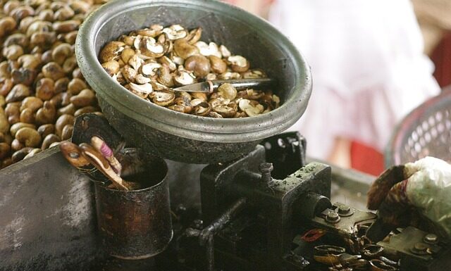 Czy martwa gnida strzela?