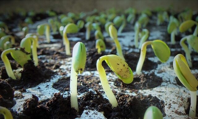 Ile kosztuje 1 kg soi?
