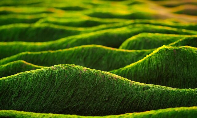 Jakie algi są najzdrowsze?